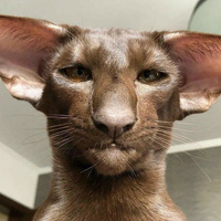 Аватарка Ежевика