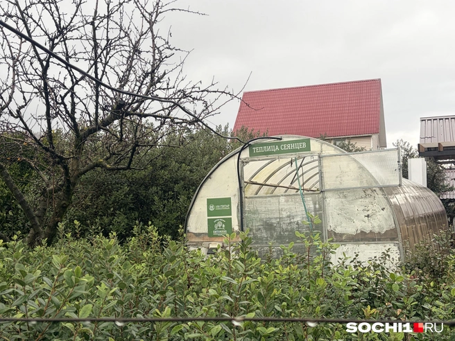 Участок Андрея Платонова стал опытной площадкой  | Источник: Анна Грицевич / SOCHI1.RU