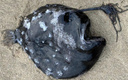 На берег океана выбросило загадочную футбольную рыбу: что это за существа и как они живут?