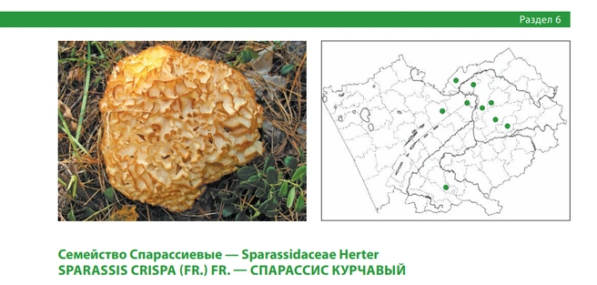 Растет в сосновых лесах на сосне обыкновенной | Источник: Красная книга Алтайского края