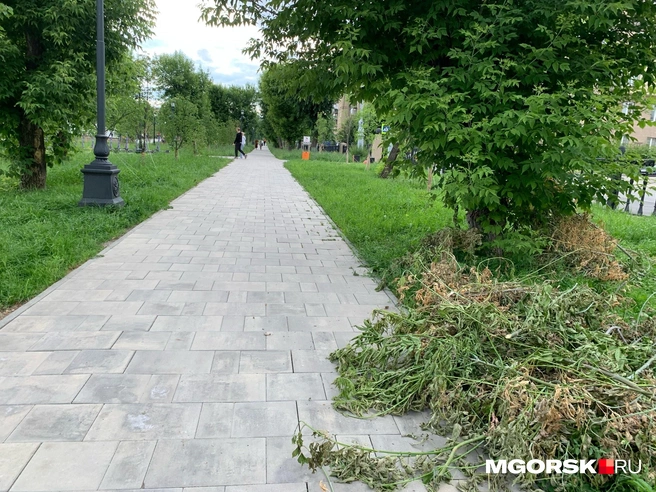 Кое-где не убрали обрезанные ветки кленов | Источник: Анна Лялькова / MGORSK.RU