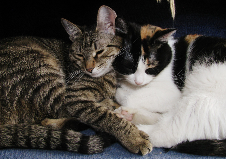 Пятничное мимими: 24 башкирских котика для хорошего настроения