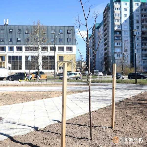 Деревьям еще предстоит окрепнуть | Источник: Сергей Михайличенко / FONTANKA.RU