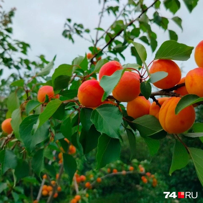 Ветки усыпаны плодами | Источник: читатель 74.RU