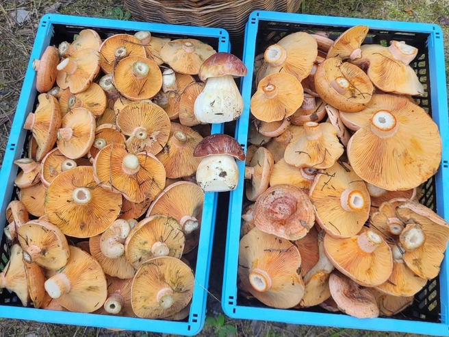 Рыжики радуют грибников в лесах в Орехово-Зуевском округе | Источник: Юрий Кандыбин Родник / Грибы в Подмосковье 2025 / VK.com