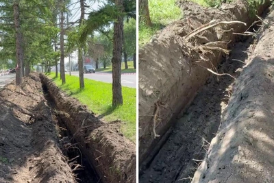 «Вся корневая система уничтожена»: видео с траншеей вдоль тротуара на Копылова появилось в соцсетях