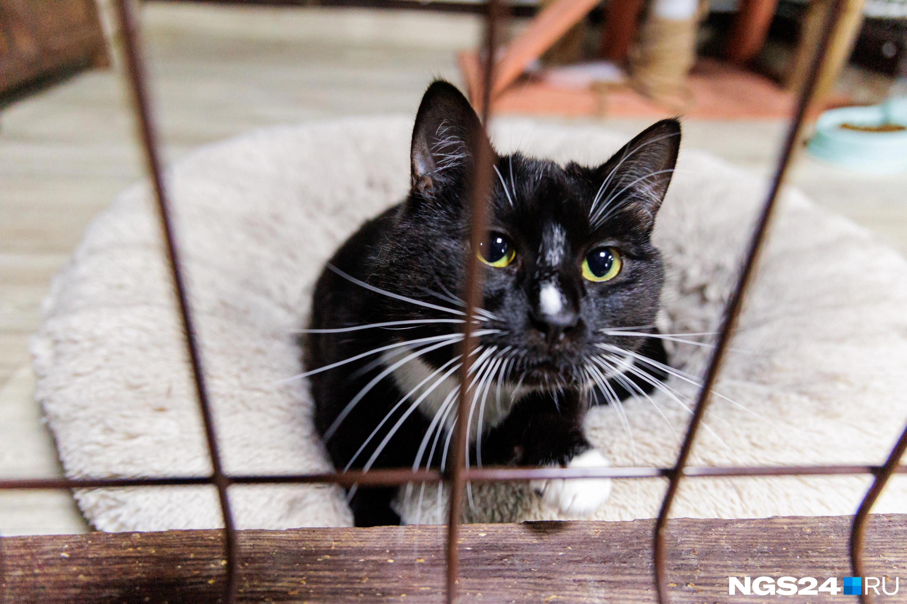 Котики добрые и любознательные