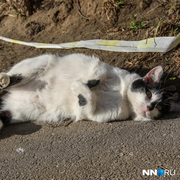 Котик греется на солнышке | Источник: Наталья Бурухина / NN.RU