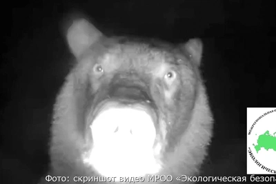 Медведь сломал камеру у озера Тихого