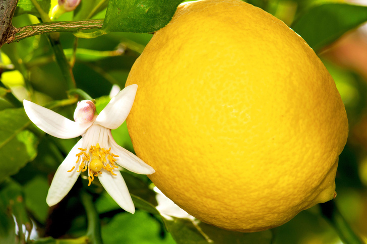 Кислая правда: 7 научных фактов о пользе воды с лимоном