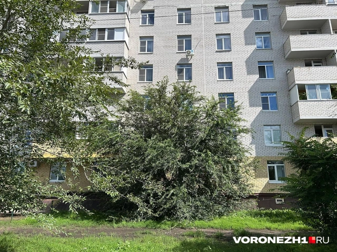 За домом растут и другие деревья | Источник: Мария Мишукова / Voronezh1.ru