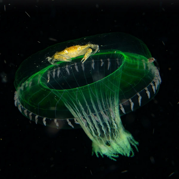 Краб-плавунец путешествует на медузе у берегов индонезийского острова Сулавеси | Источник: Chris Gug / Wildlife Photographer of the Year 2025