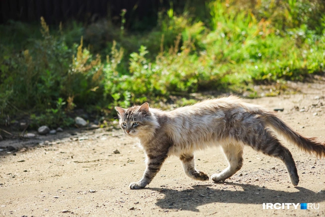 Но был котик! | Источник: Ксения Филимонова / «ИрСити»