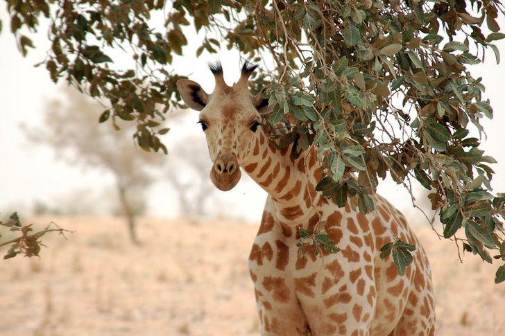 Как жирафы пытались стать жирафами — и что из этого получалось