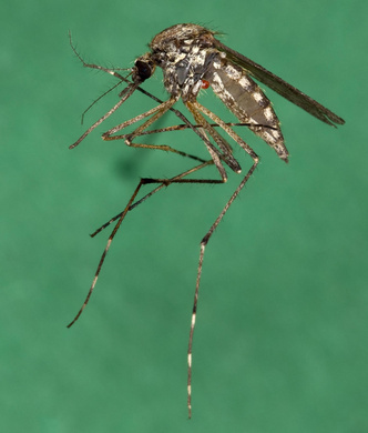Полет вампиров: почему нам досаждают комары