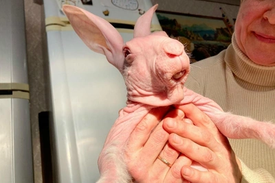 Samara bald rabbit Dobby: Ghastly claws, red eyes