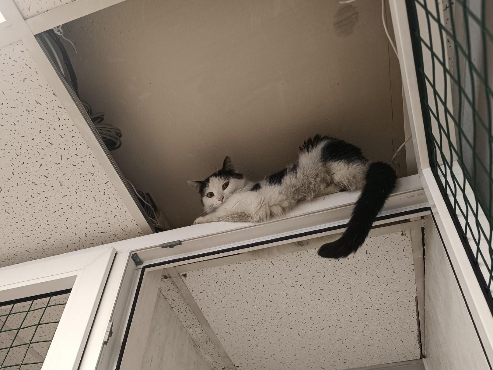 В пермском приюте котики научились залезать под потолок и поломали его — теперь они падают на всех сверху