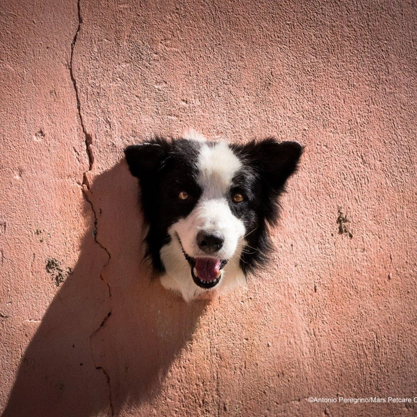 Источник: Comedy Pet Photography Awards