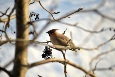 В Чите 8 февраля днем прогнозируют мороз 7-9 градусов