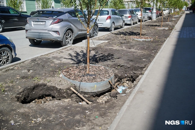 Не исключено, что скоро в провал рухнет саженец, и подпорки не помогут | Источник: Александр Ощепков / NGS.RU