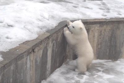 Белый медвежонок в Новосибирске осваивает ступени вольера