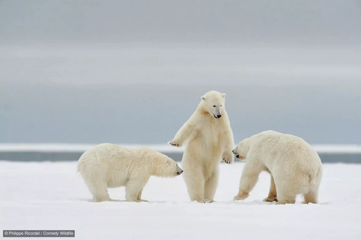 Галантные пушистые и пернатые: 15 самых куртуазных фото животных в истории конкурса Comedy Wildlife Photography Awards | Источник: Philippe Ricordel / Comedy Wildlife Photography Awards 2024