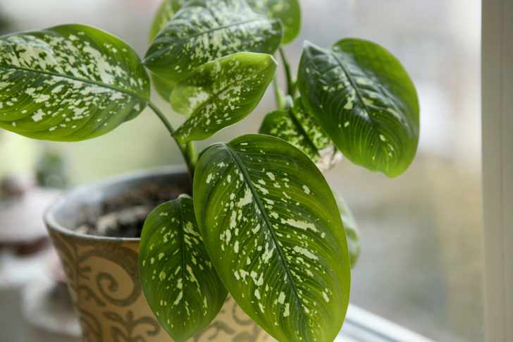 Комнатные растения, которые помогут пережить сезон простуд