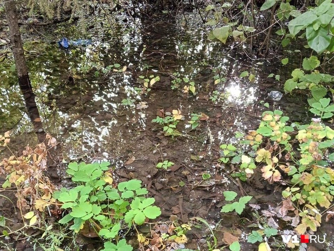 Двор и подвал дома превратились в настоящее болото с рассадником комаров | Источник: читатели V1.RU