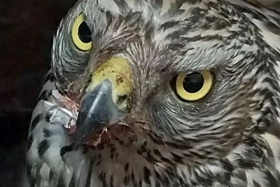 Ястреба вылечили после удара о сетку на заводе в Усть-Куте