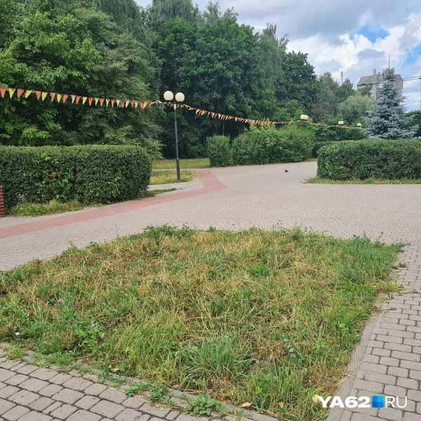 На этой клумбе вместо цветов растет трава | Источник: Светлана Коновалова / YA62.RU