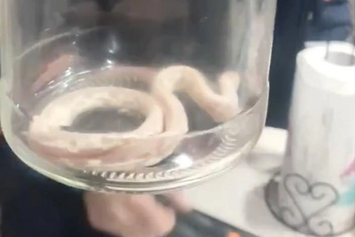 Rescuers Catch 'Banana' Python in High-Rise Kitchen in Iskitim