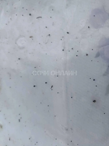 Источник: sochi_online / T.me