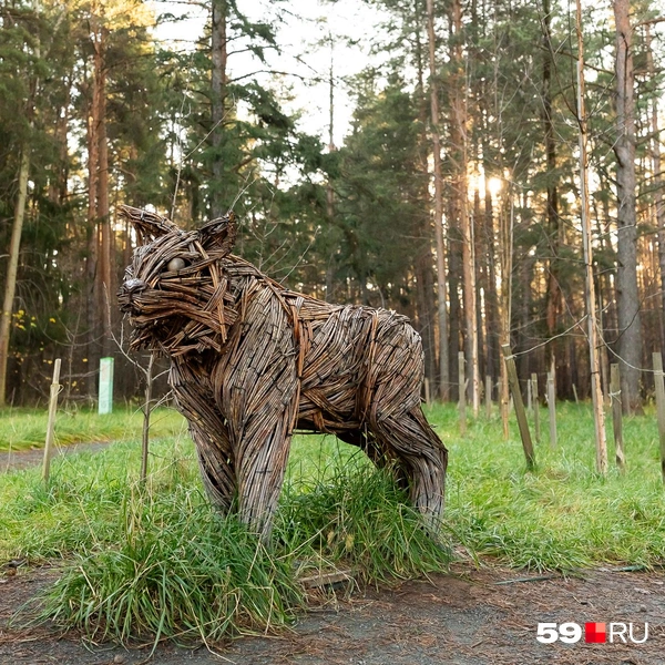 А следом за ним и рысь | Источник: Василина Любимова / 59.RU