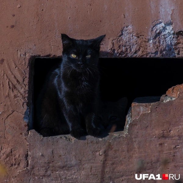 Вылез из логова | Источник: Булат Салихов / UFA1.RU