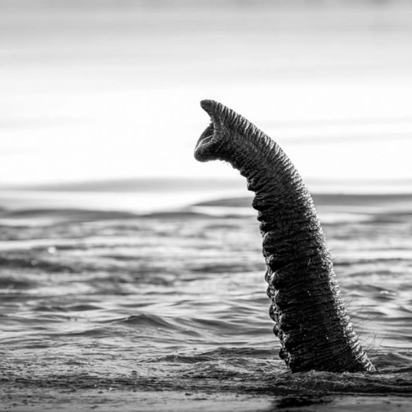 Это фото стало третьим, а все оставшиеся снимки галереи вышли в финал | Источник: Geffrard Bourke / Exposure One Awards 2025