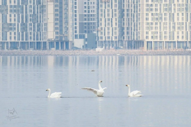 В Смольном пообещали заняться возвращением краснокнижных лебедей на Васильевский остров | Источник: Ушами филина. Птицы и природа СПб и ЛО / Телеграм