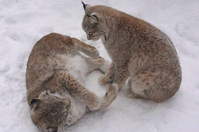 Рыси Лекс и Бусинка устроили снежный поединок в зоопарке