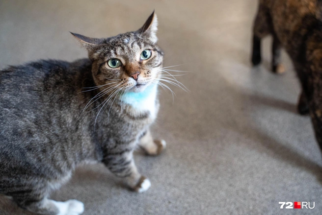 Некоторым жителям приюта необходимо лечение или обработка ран | Источник: Илья Чикотин / 72.RU