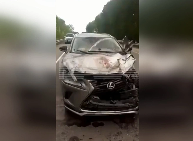 В Хабаровском крае медведь раскурочил сбивший его автомобиль | ya62.ru