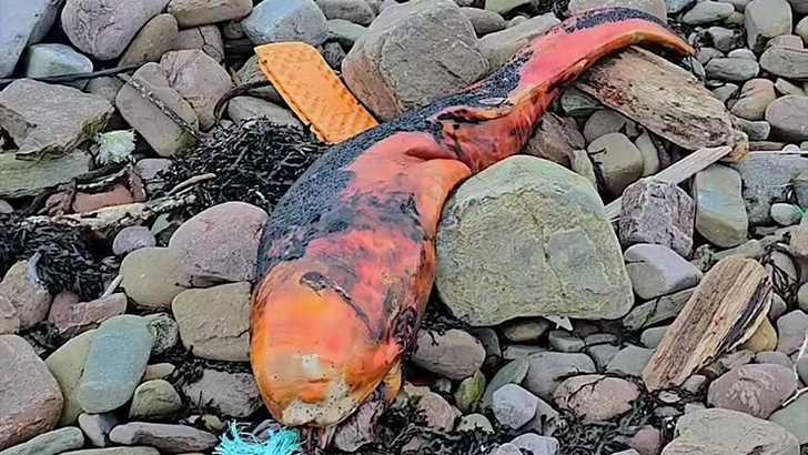 Странное оранжевое существо выбросило на берег в Шотландии: ученые не знают, что это за вид