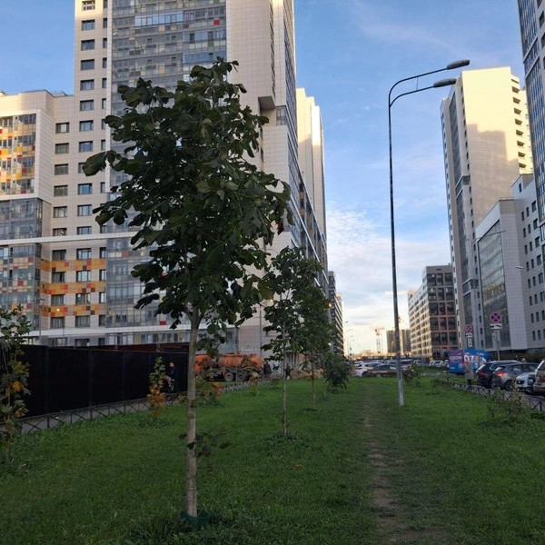 Аллея молодых деревьев, за которыми ухаживали местные жители | Источник: Анна Мотовилова / «Фонтанка.ру»