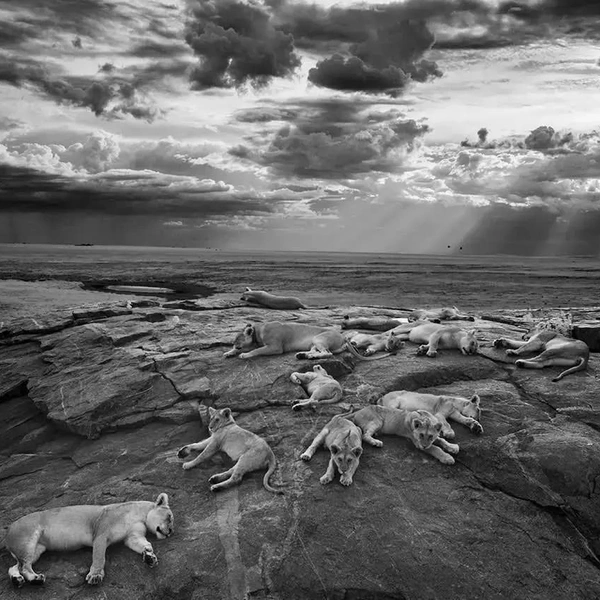 Источник: Wildlife Photographer of the Year