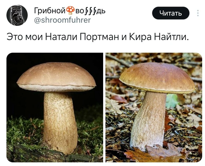 Мем подхватили даже грибники | Источник: X (Twitter)