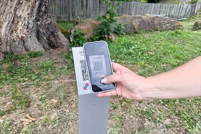 Иберийский дуб возрастом 900 лет в Сочи получил QR-код