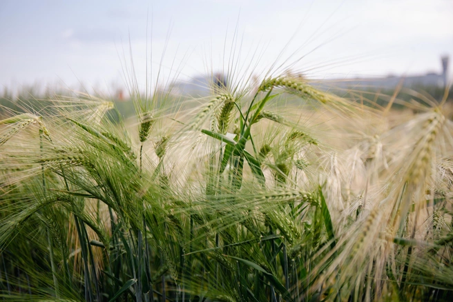 Использование сидератов — отличный способ улучшить состояние огорода без использования химии | Источник: Лина Саитова / 116.RU