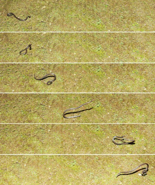 Сложилась в колесо и «уехала»: посмотрите, как змея экстренно покинула место встречи с учеными