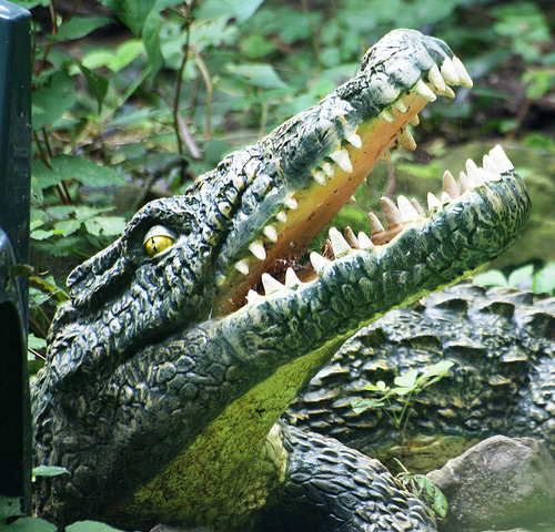 Фото №1 - Пьяному крокодил не страшен