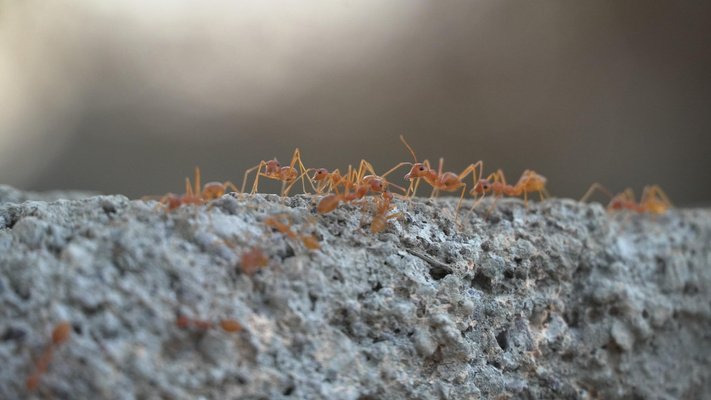 Цифра дня: сколько муравьев живет на планете