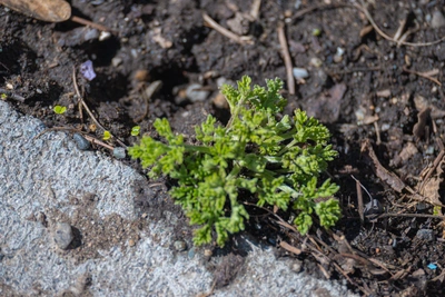 Погода в Приморье 17 марта: ясное небо и потепление