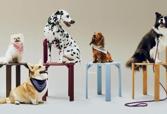 Домашние животные: какие породы больших собак подходят для городской квартиры